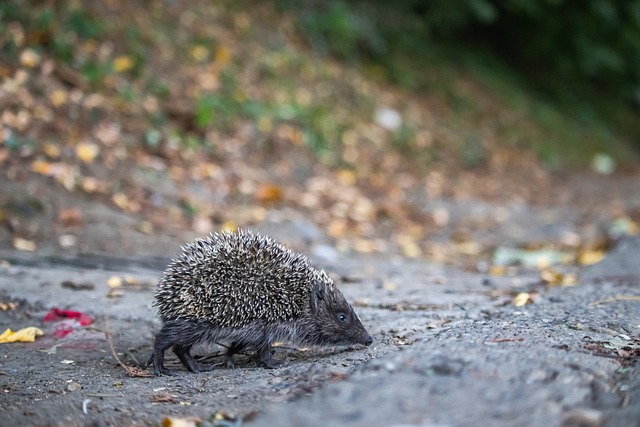 可能会迎来 可能会迎来