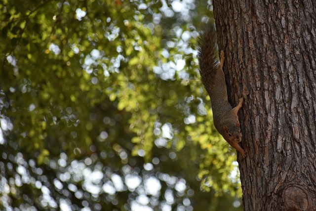 粉丝对足球 粉丝对足球